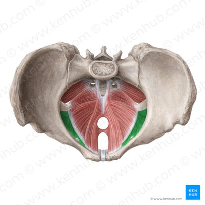 Músculo obturador interno (Musculus obturatorius internus); Imagem: Liene Znotina