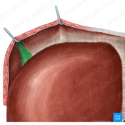 Ligamento triangular direito do fígado (Ligamentum triangulare dextrum hepatis); Imagem: Irina Münstermann