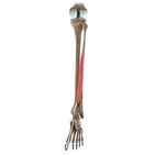 Flexor hallucis longus muscle (3D)