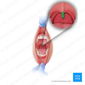 Uvula palatina (Gaumenzäpfchen); Bild: Paul Kim