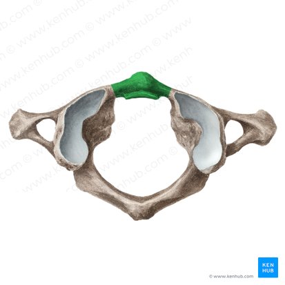 Arco anterior del atlas (Arcus anterior atlantis); Imagen: Liene Znotina