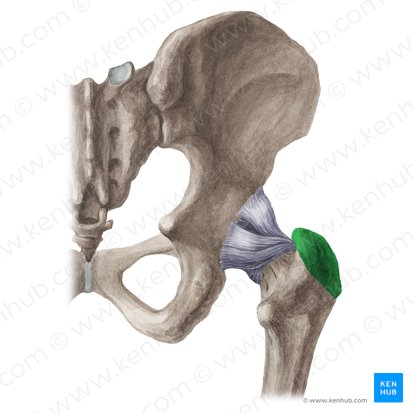 Greater trochanter of femur (Trochanter major ossis femoris); Image: Liene Znotina