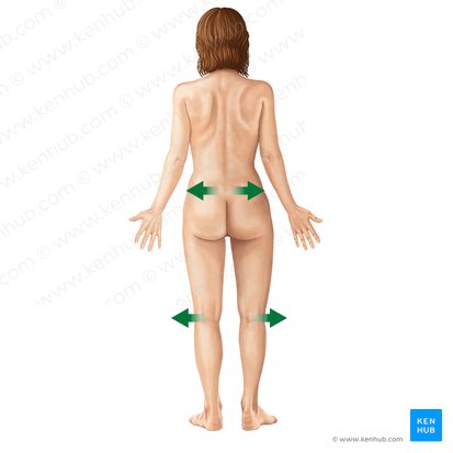 Lateral (Lateralis); Image: Irina Münstermann
