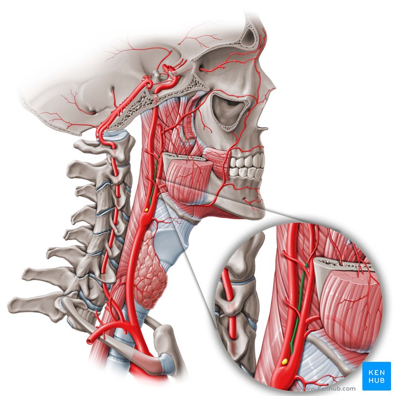 Tonsilla tubaria Anatomie, & Klinik Kenhub