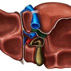 Functional division of the liver