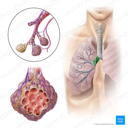 Bronquio principal derecho (Bronchus principalis dexter); Imagen: Paul Kim