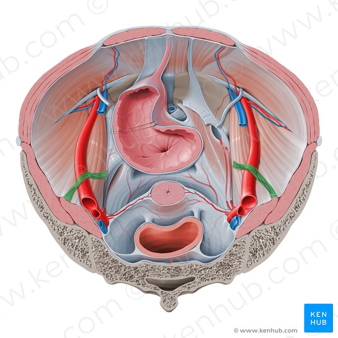 Ligamento suspensorio del ovario (Ligamentum suspensorium ovarii); Imagen: Paul Kim