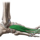 Extensor digitorum brevis muscle