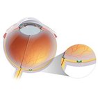 Fovea centralis
