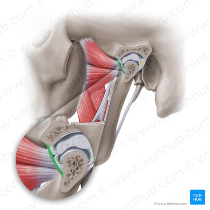 Anterior articular capsule of temporomandibular joint (Capsula articularis anterior articulationis temporomandibularis); Image: Paul Kim