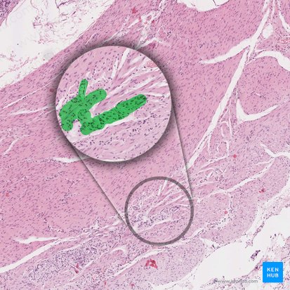 Myenteric plexus (of Auerbach) (Plexus myentericus); Image: 
