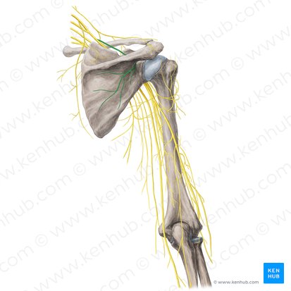 Suprascapular nerve (Nervus suprascapularis); Image: Yousun Koh