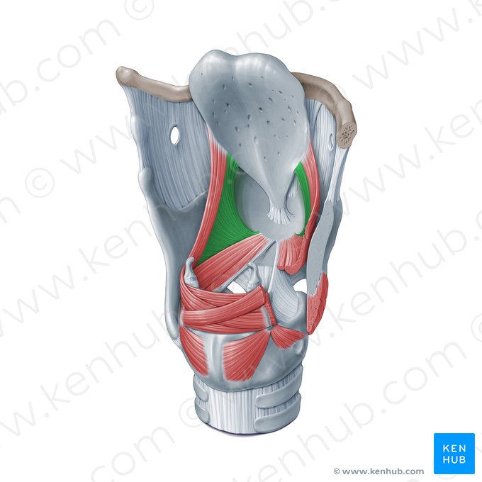 Thyroepiglottic muscle (Musculus thyroepiglotticus); Image: Paul Kim