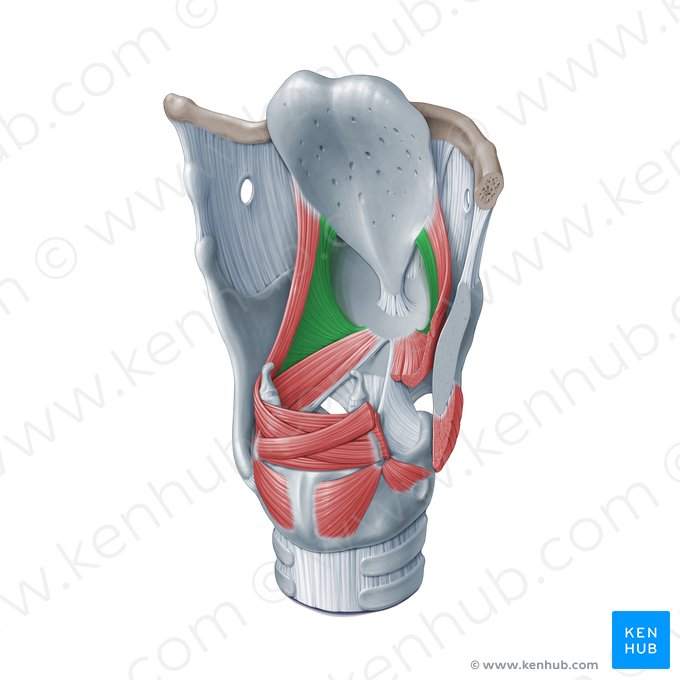 Músculo tiroepiglótico (Musculus thyroepiglotticus); Imagen: Paul Kim