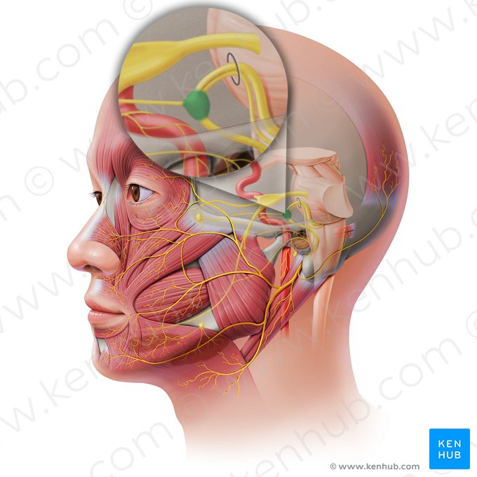 Ganglio geniculado (Ganglion geniculi); Imagen: Paul Kim