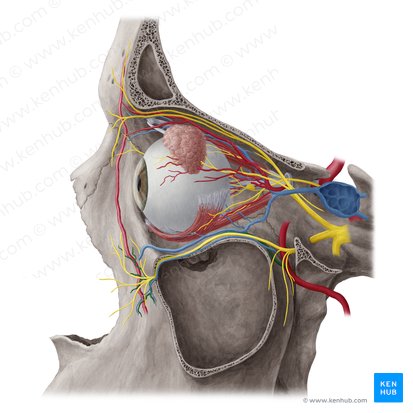 Infraorbital artery (Arteria infraorbitalis); Image: Yousun Koh