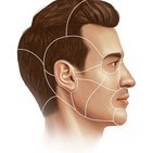 Regionen des Kopfes und Halses
