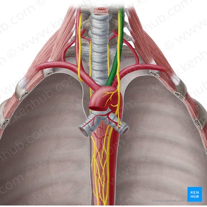 Left common carotid artery (Arteria carotis communis sinistra); Image: Yousun Koh