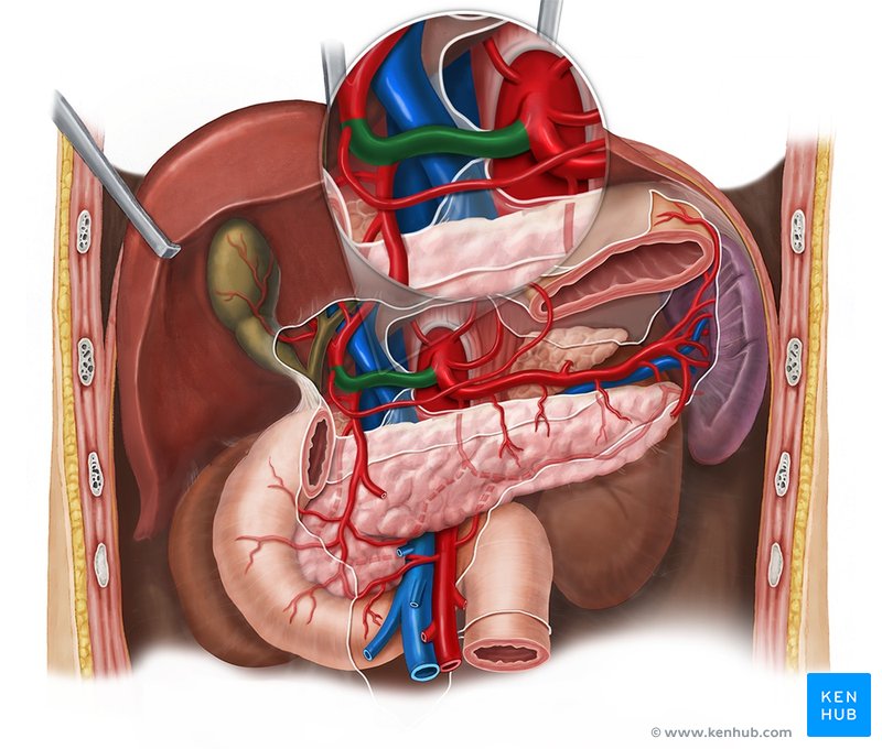 Common hepatic artery - ventral view