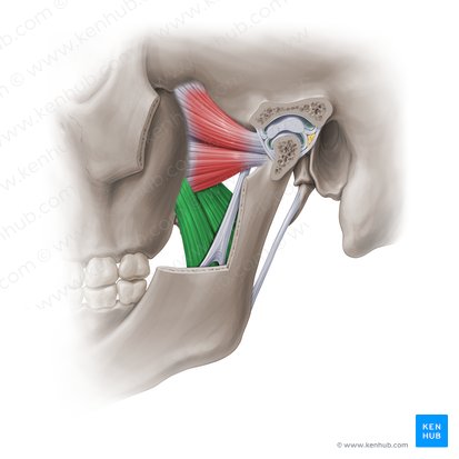 Medial pterygoid muscle (Musculus pterygoideus medialis); Image: Paul Kim