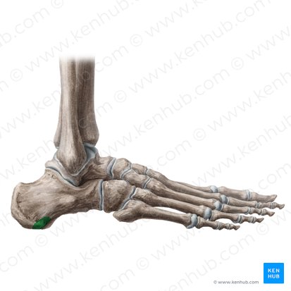 Processus lateralis tuberis calcanei (Seitlicher Fortsatz des Fersenbeinhöckers); Bild: Liene Znotina