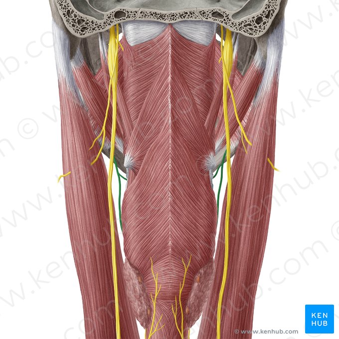 Nervio laríngeo superior (Nervus laryngeus superior); Imagen: Yousun Koh