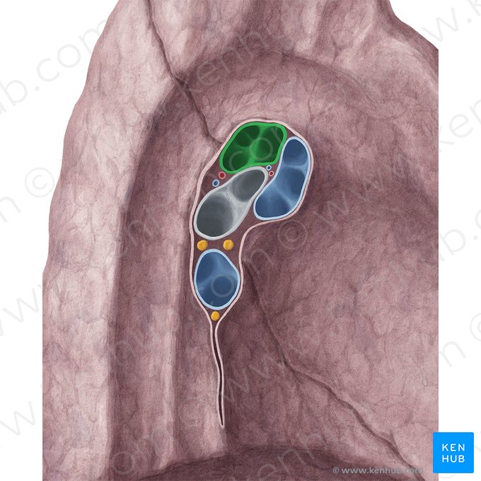 Arteria pulmonalis sinistra (Linke Lungenarterie); Bild: Yousun Koh