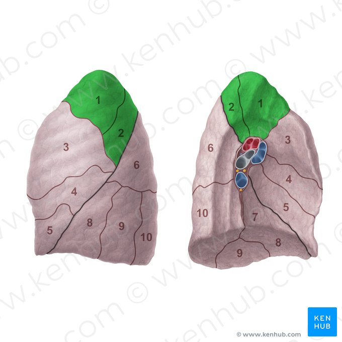 Segmento apicoposterior del pulmón izquierdo (Segmentum apicoposterius pulmonis sinistri); Imagen: Paul Kim