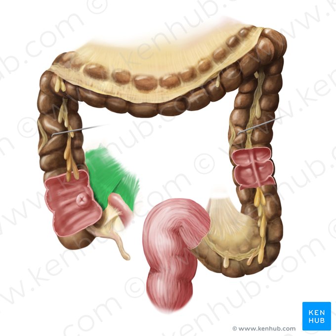 Mesentery (Mesenterium); Image: Begoña Rodriguez