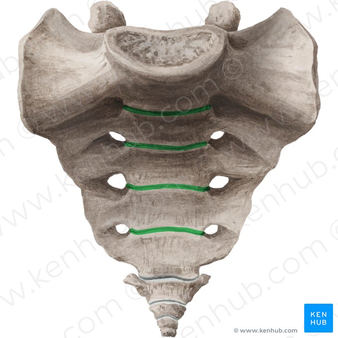 Líneas transversales del hueso sacro (Lineae transversae ossis sacri); Imagen: Liene Znotina
