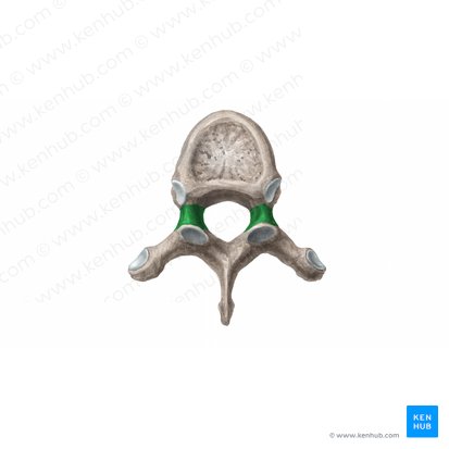 Pedicle of vertebral arch (Pediculus arcus vertebrae); Image: Begoña Rodriguez