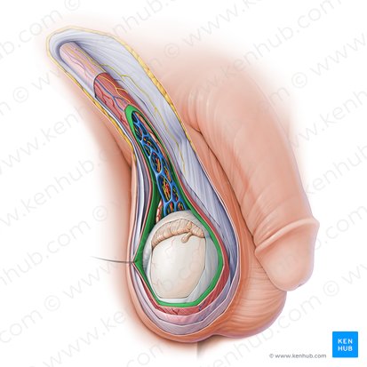 Internal spermatic fascia (Fascia spermatica interna); Image: Paul Kim