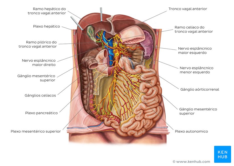 Inervação do intestino delgado - um diagrama