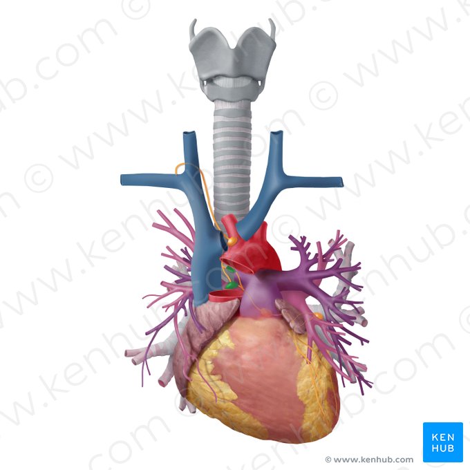 Inferior tracheobronchial lymph nodes (Nodi lymphoidei tracheobronchiales inferiores); Image: Begoña Rodriguez