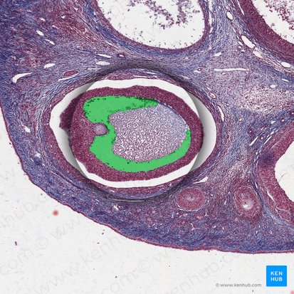 Follicular antrum; Image: 