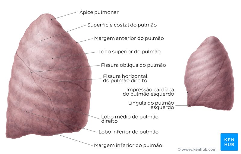 Visão geral da vista lateral dos pulmões - vista lateral