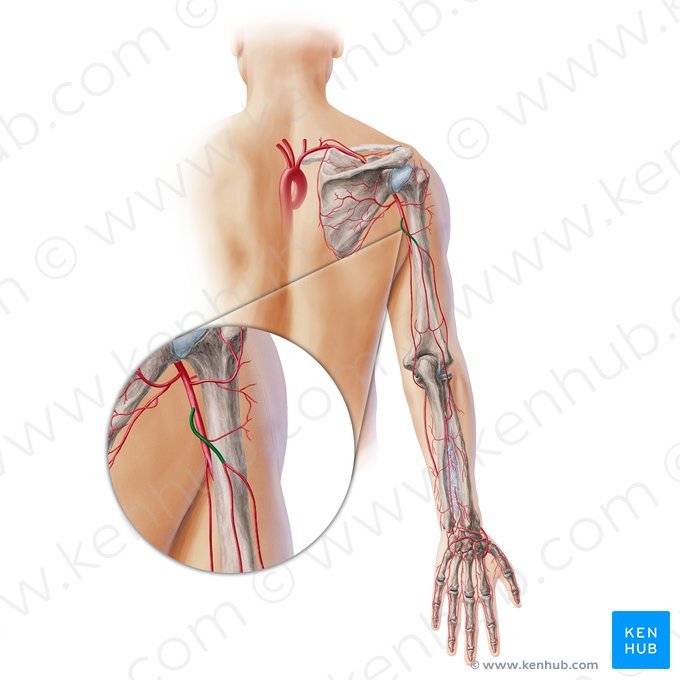 Arteria profunda brachii (Tiefe Armarterie); Bild: Paul Kim
