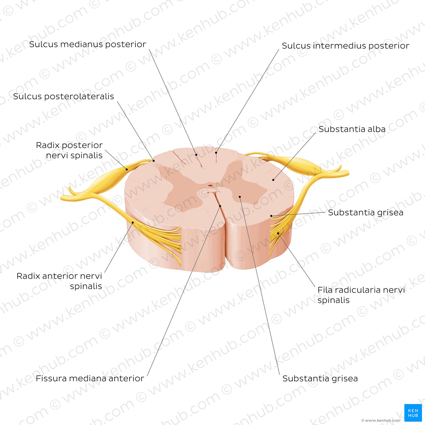 Querschnitt des Rückenmarks: Aufbau