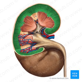 Kidney histology: Nephron, loop of Henle, functions | Kenhub