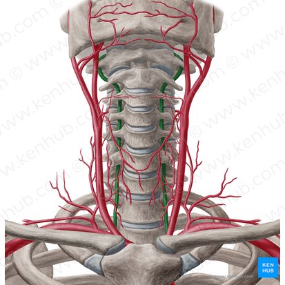 Arteria vertebralis (Wirbelarterie); Bild: Yousun Koh