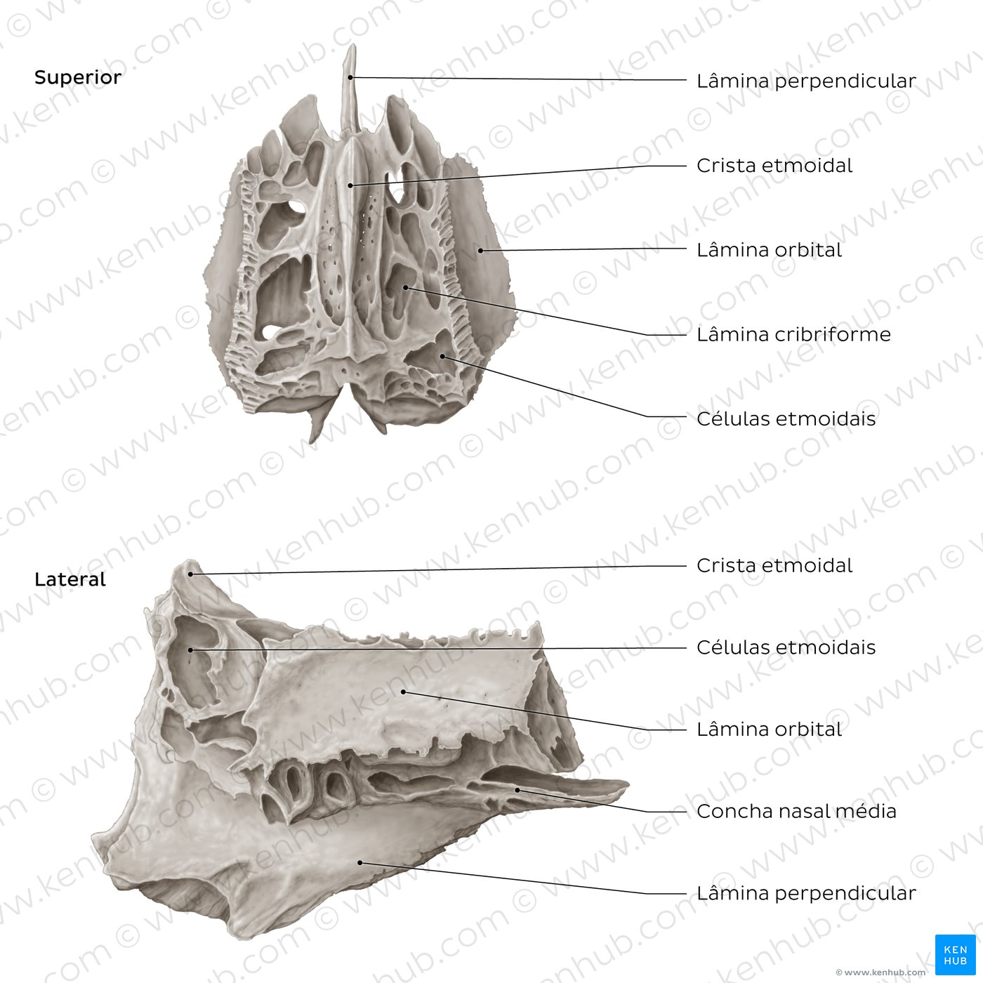 Ethmoid bone (superior and lateral views)