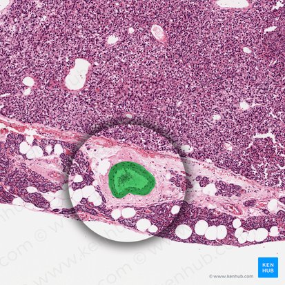 Arteria (Arterie); Bild: 