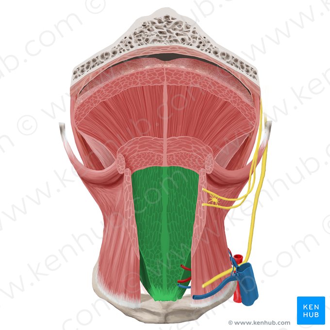 Genioglossus muscle (Musculus genioglossus); Image: Begoña Rodriguez