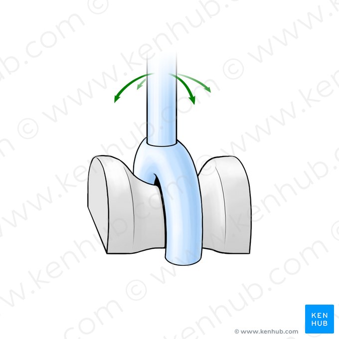 Articulação selar (Articulatio sellaris); Imagem: Paul Kim