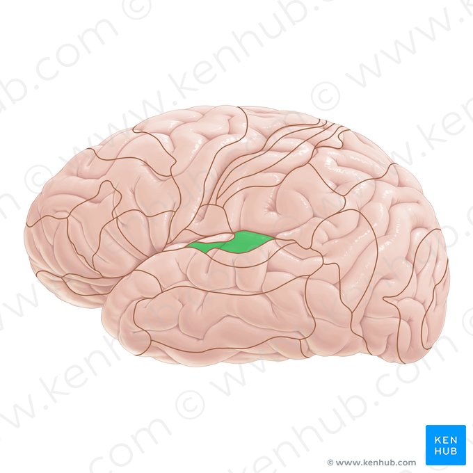 Área 41 de Brodmann (Area Brodmann 41); Imagem: Paul Kim