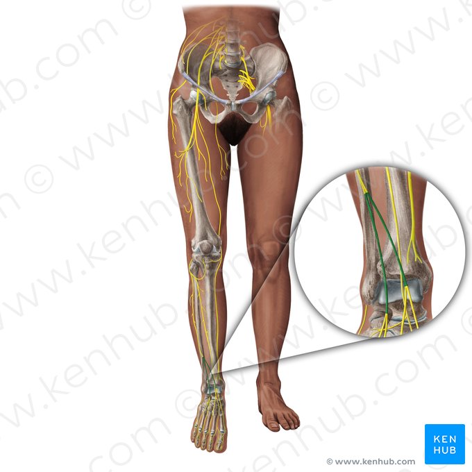 Dorsal cutaneous nerves (Nervi cutanei dorsales); Image: Paul Kim