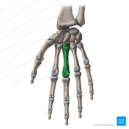 3rd metacarpal bone (Os metacarpi 3); Image: Yousun Koh