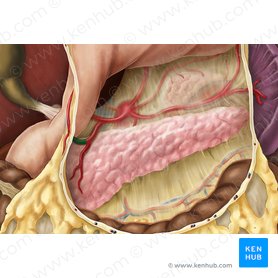 Right gastroomental artery (Arteria gastroomentalis dextra); Image: Esther Gollan