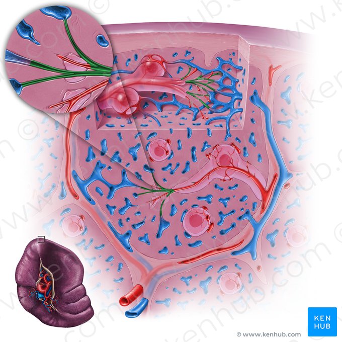 Closed splenic circulation; Image: Paul Kim