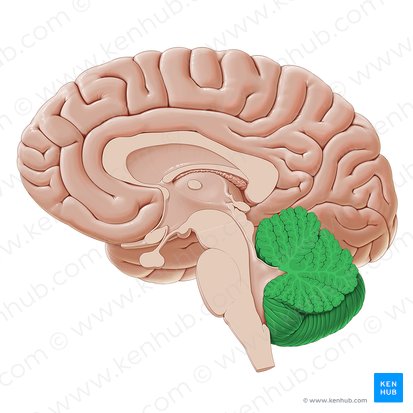 Cervelet (Cerebellum); Image : Paul Kim